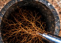 Tree roots growing inside a drain pipe
